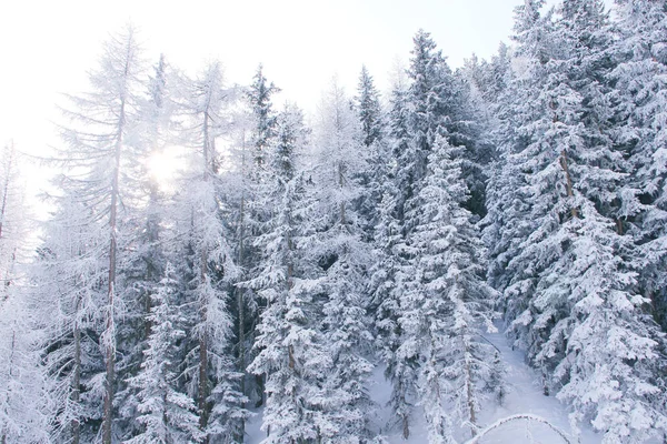 Forêt de montagne d'hiver à Soelden — Photo