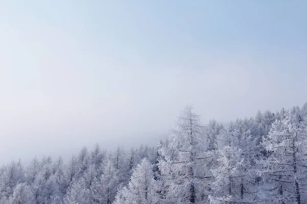 Zimní horský les v Soeldenu — Stock fotografie