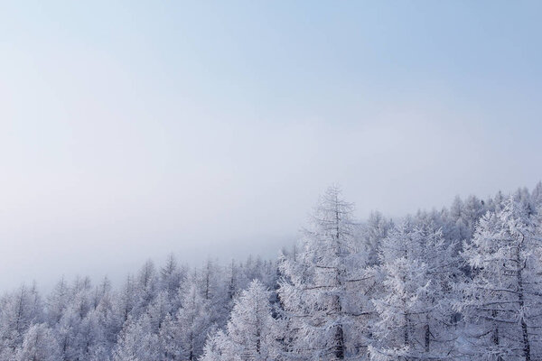 Winter mountain forest in Soelden