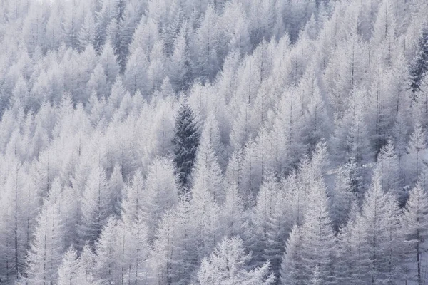 Zimowy las górski w Soelden — Zdjęcie stockowe