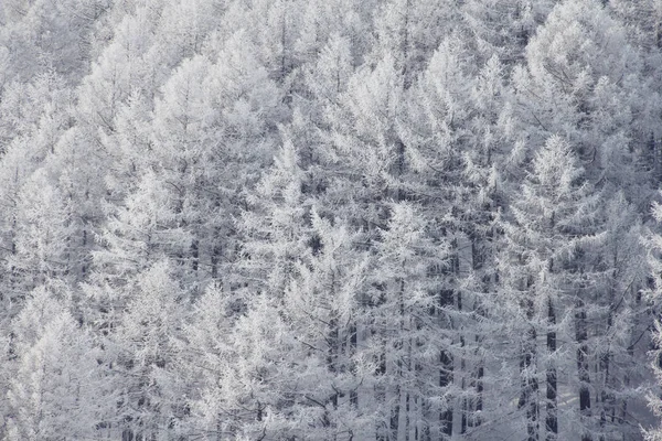 Floresta de montanha de inverno em Soelden — Fotografia de Stock