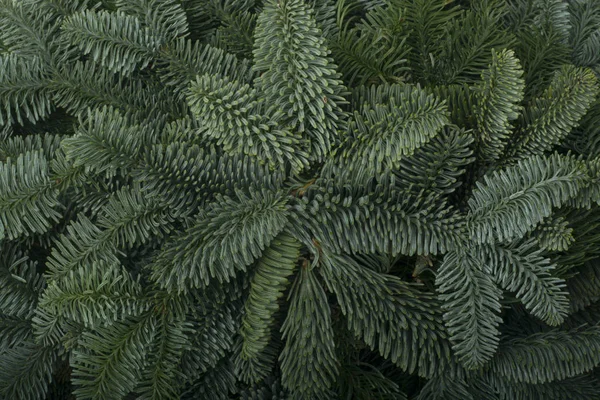 Hintergrund Weihnachtsbaum — Stockfoto