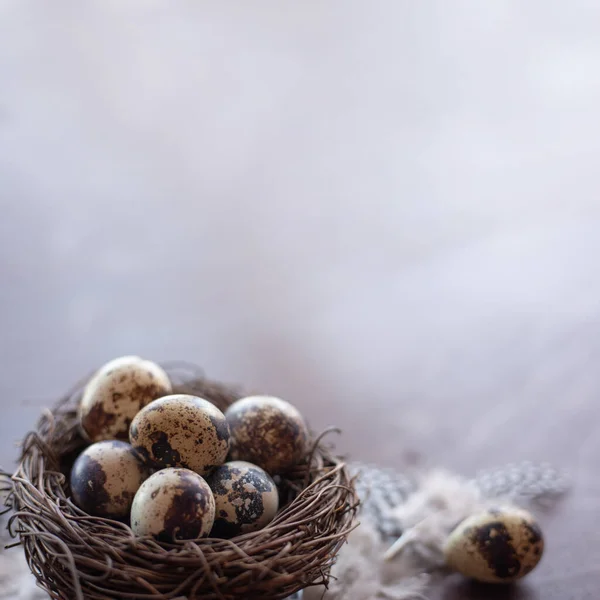 Huevos Codorniz Plumas Nido Sobre Fondo Madera Oscura Con Espacio — Foto de Stock