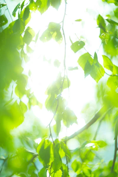 Grüne Birke Hinterlässt Natürlichen Frühlingshintergrund Bei Sonnigem Tag — Stockfoto