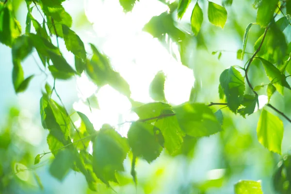在阳光灿烂的日子里 绿桦树会离开天然的春天背景 — 图库照片