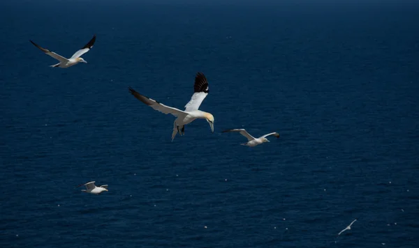 Gannets du Nord en Amérique du Nord — Photo