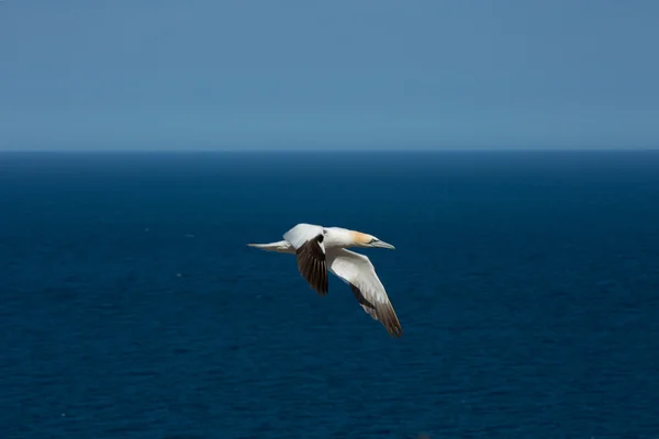 Gannets du Nord en Amérique du Nord — Photo