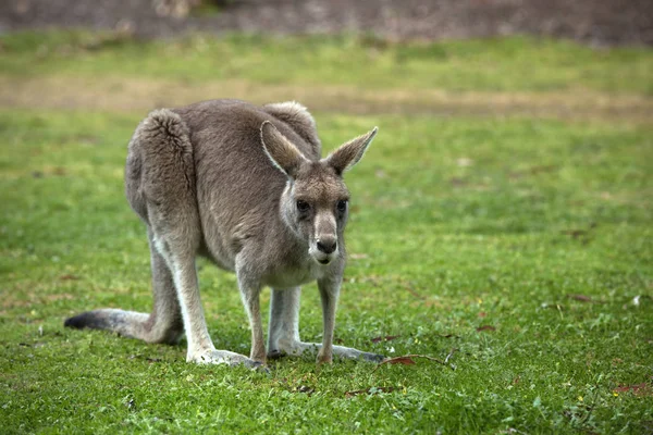 Большой серый кенгуру — стоковое фото