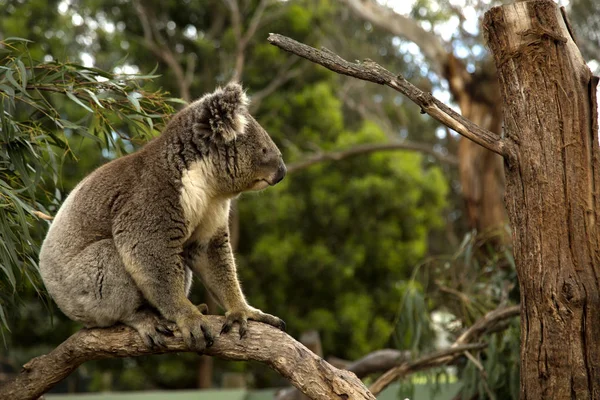 Koala en un árbol — Foto de Stock