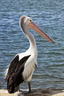 Pelican on pier clipart