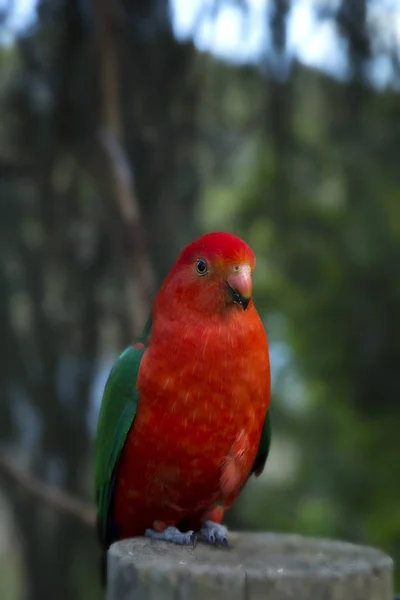 Avustralya Kral papağan — Stok fotoğraf