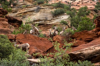 Bighorn dağ Zion National Park içinde çöl