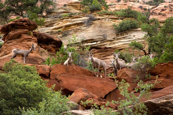 Bighorn del desierto en la montaña del Parque Nacional de Zion — Foto de Stock