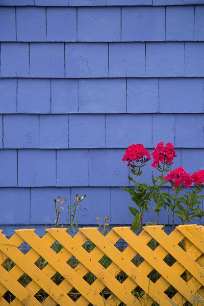 Geranium against a purple wall — Stock Photo, Image