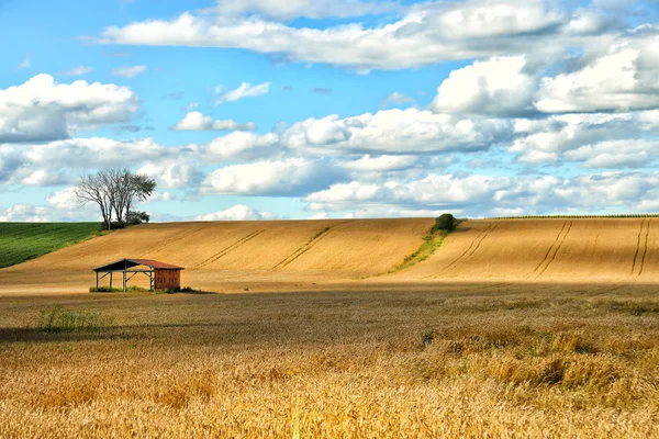 Little shed in a field — Stock Photo, Image