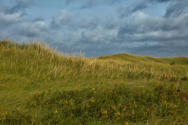 Grass on sand dunes with wind — Stock Photo, Image