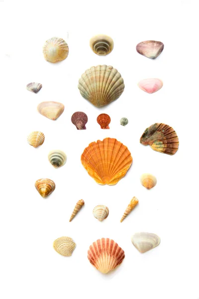 Collection of seashells on white — Stock Photo, Image