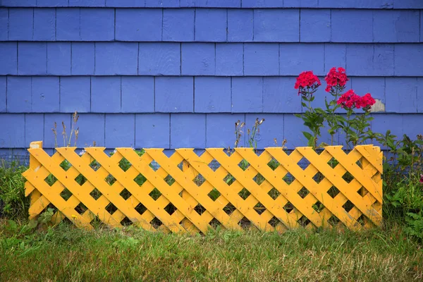 Pelargónie fialové zdi — Stock fotografie