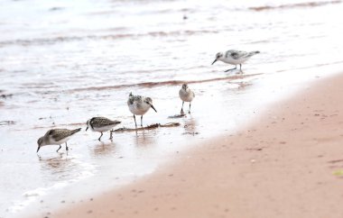 Yiyecek arayan sanderlings