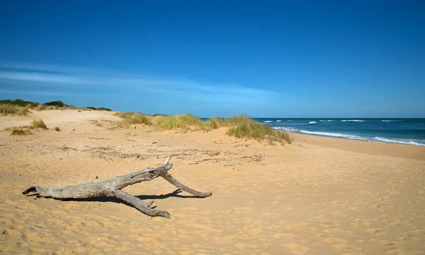 Martwego Drewna Plaży Przy Jeziorze Victoria Australia — Zdjęcie stockowe