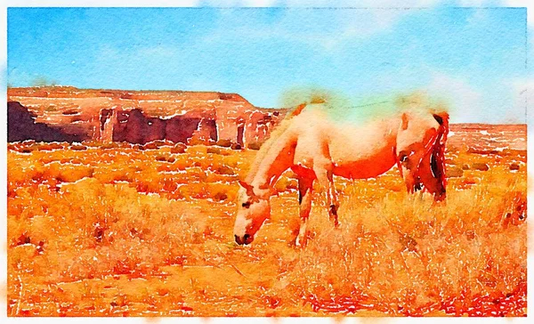 Cavallo Bianco Selvatico Che Mangia Erba Monument Valley Arizona — Foto Stock