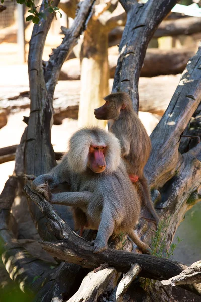 Mannelijke baviaan op een boom — Stockfoto