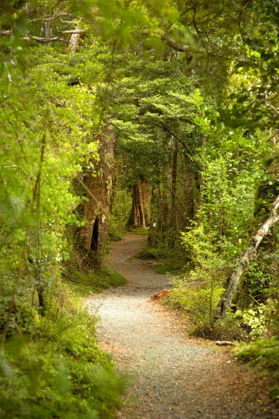 Petit sentier dans la forêt — Photo