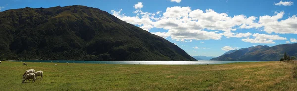 Овцы едят траву возле озера Вакатипу в Новой Зеландии — стоковое фото