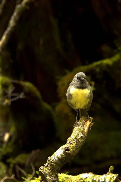 Cute little South Island robin — Stock Photo, Image