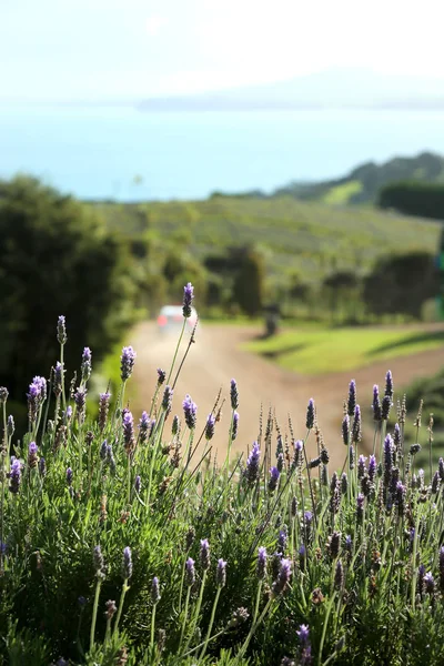 Lavendel i Waiheke island i Nya Zeeland — Stockfoto