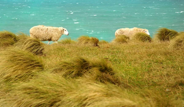 Pecore nel prato — Foto Stock