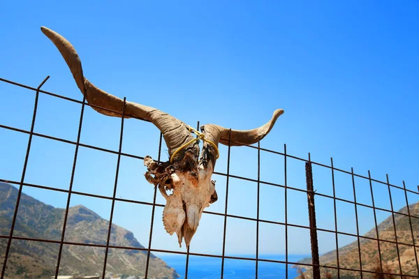 Geit schedel loopt vast op een metalen hek — Stockfoto