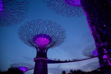 Koyun yanındaki Garden 'da mavi ağaçlar