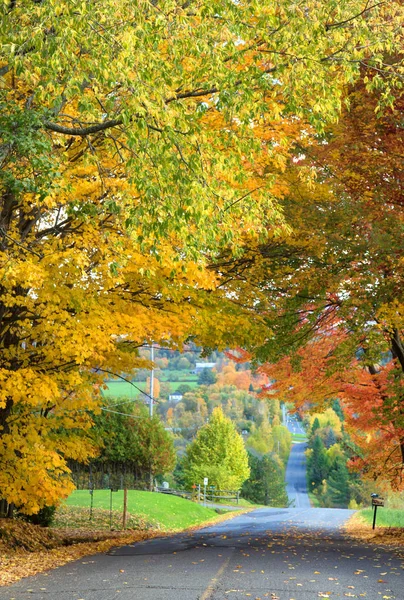 Árvores coloridas sobre uma estrada rural — Fotografia de Stock