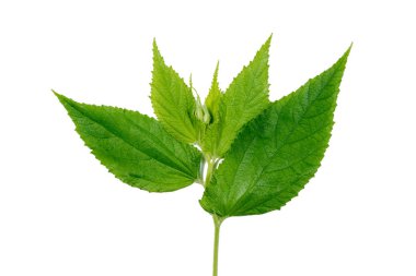 Yeşil leaves(leaf) arka plan