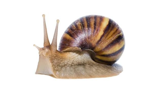 Nahaufnahme der Schnecke isoliert auf weißem Hintergrund. — Stockfoto