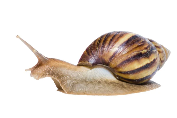 Close up of Snail isolated on white background. — Stock Photo, Image