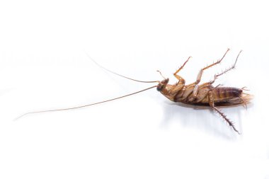 Beyaz arka planda hamamböceği