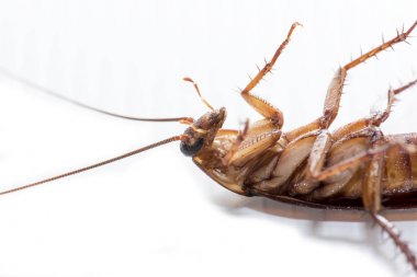 Beyaz arka planda hamamböceği