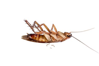 Beyaz arka planda hamamböceği