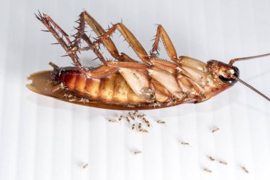 Beyaz arka planda hamamböceği