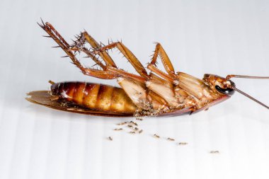 Beyaz arka planda hamamböceği