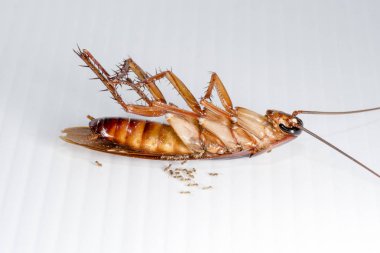 Beyaz arka planda hamamböceği