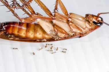 Beyaz arka planda hamamböceği