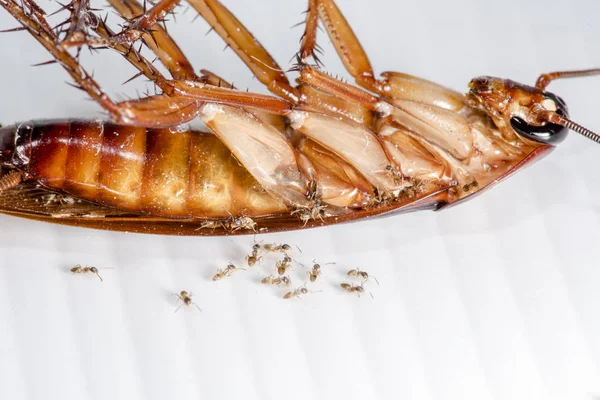 Beyaz arka planda hamamböceği