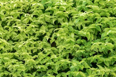 Yeşil leaves(leaf) arka plan