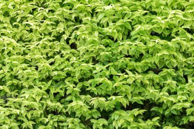 Yeşil leaves(leaf) arka plan