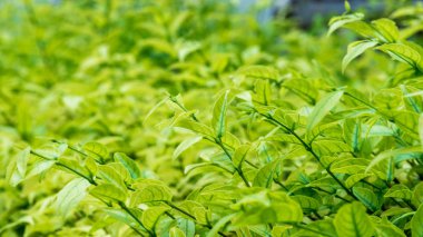 Yeşil leaves(leaf) arka plan