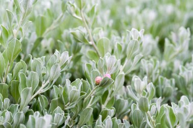 Yeşil leaves(leaf) arka plan