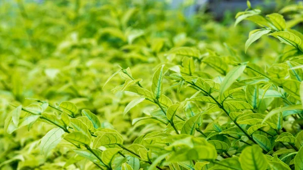 Yeşil leaves(leaf) arka plan